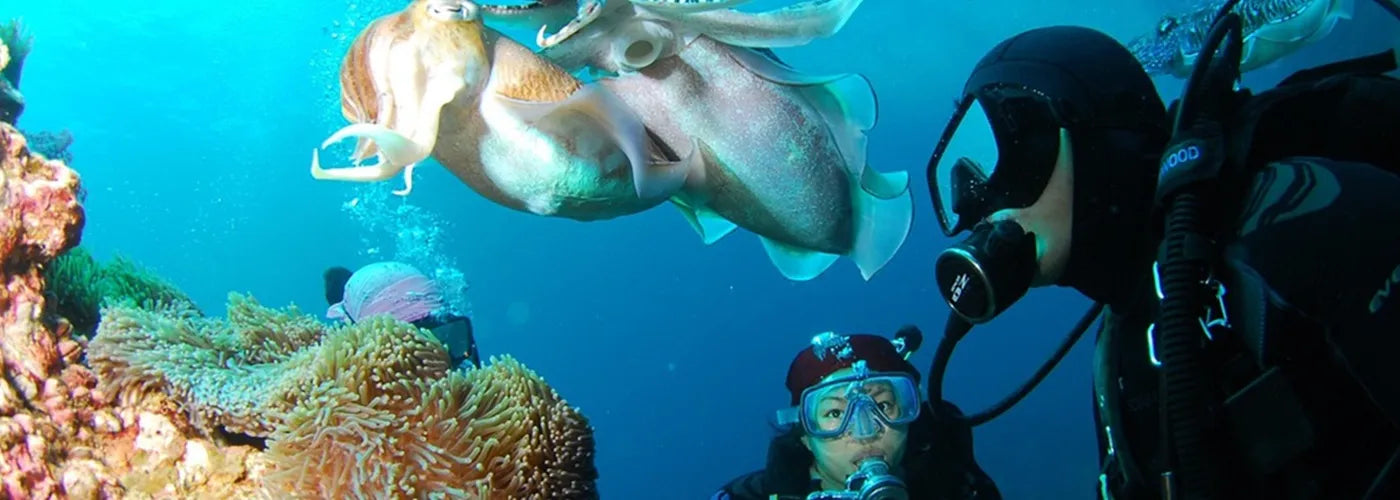 Plongeurs observant une seiche géante près d’un récif corallien, équipés de cagoules de plongée néoprène – Collection Cagoules de Plongée Espace Cagoules